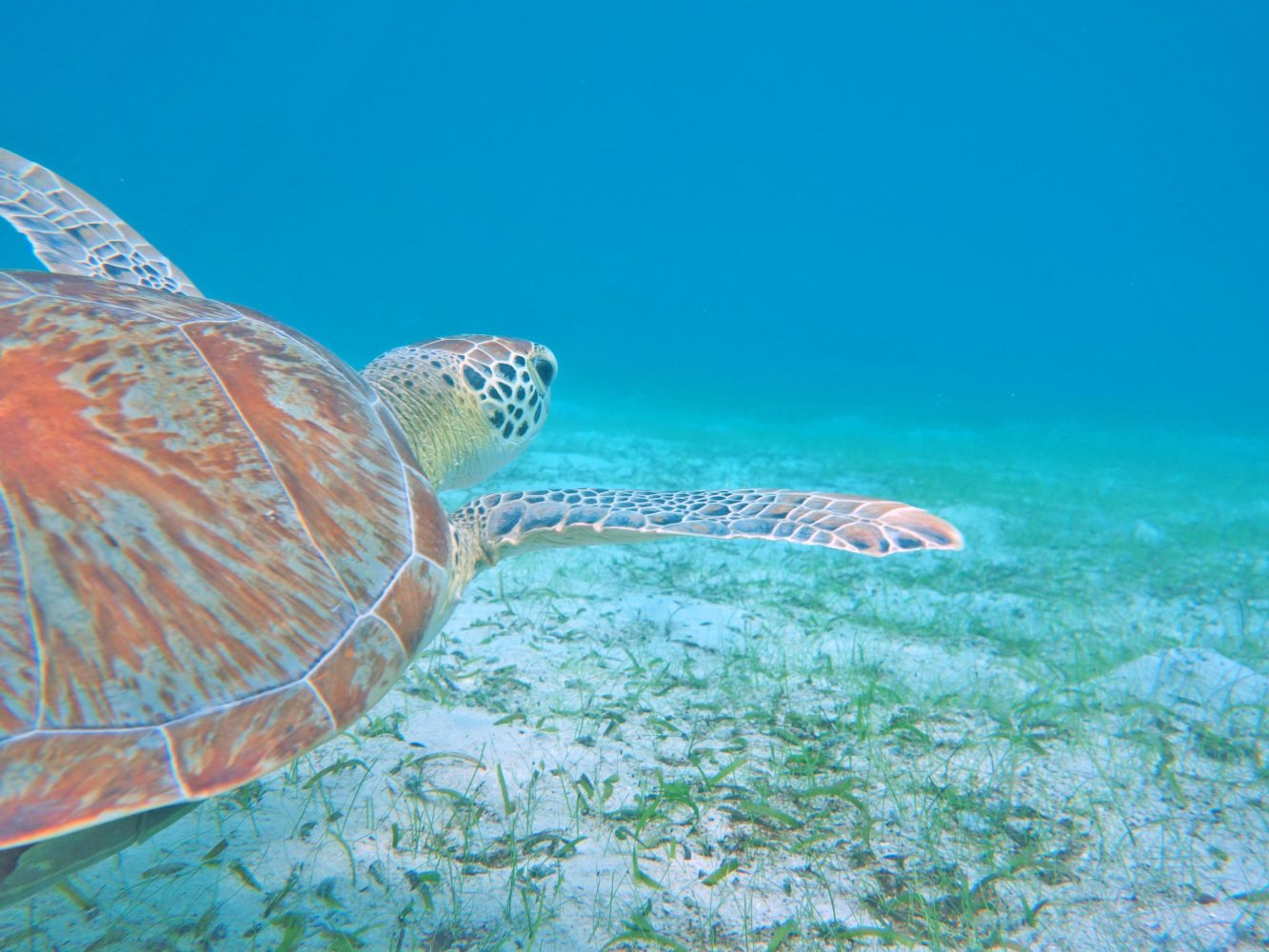 Green sea turtle swimming over lush seagrass in the turquoise waters of Brewers Bay, St. Thomas, USVI.