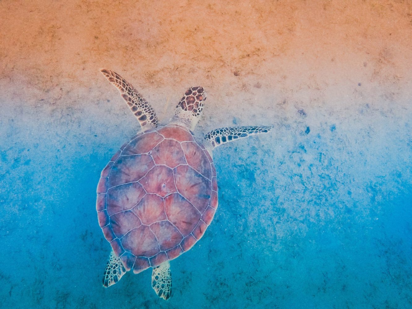 a turtle swimming under water