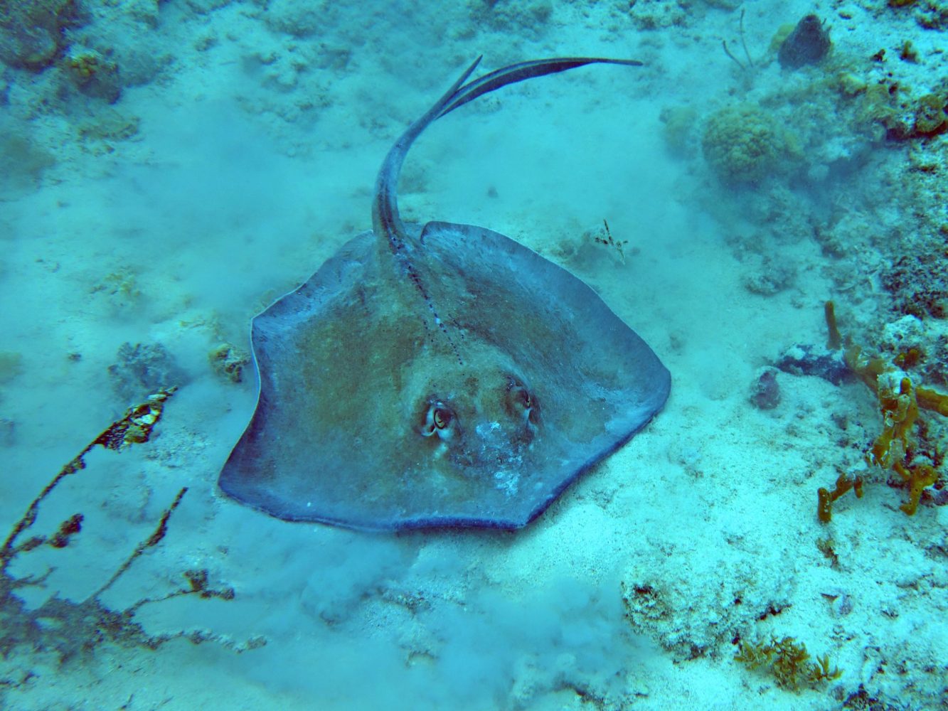a fish swimming under water
