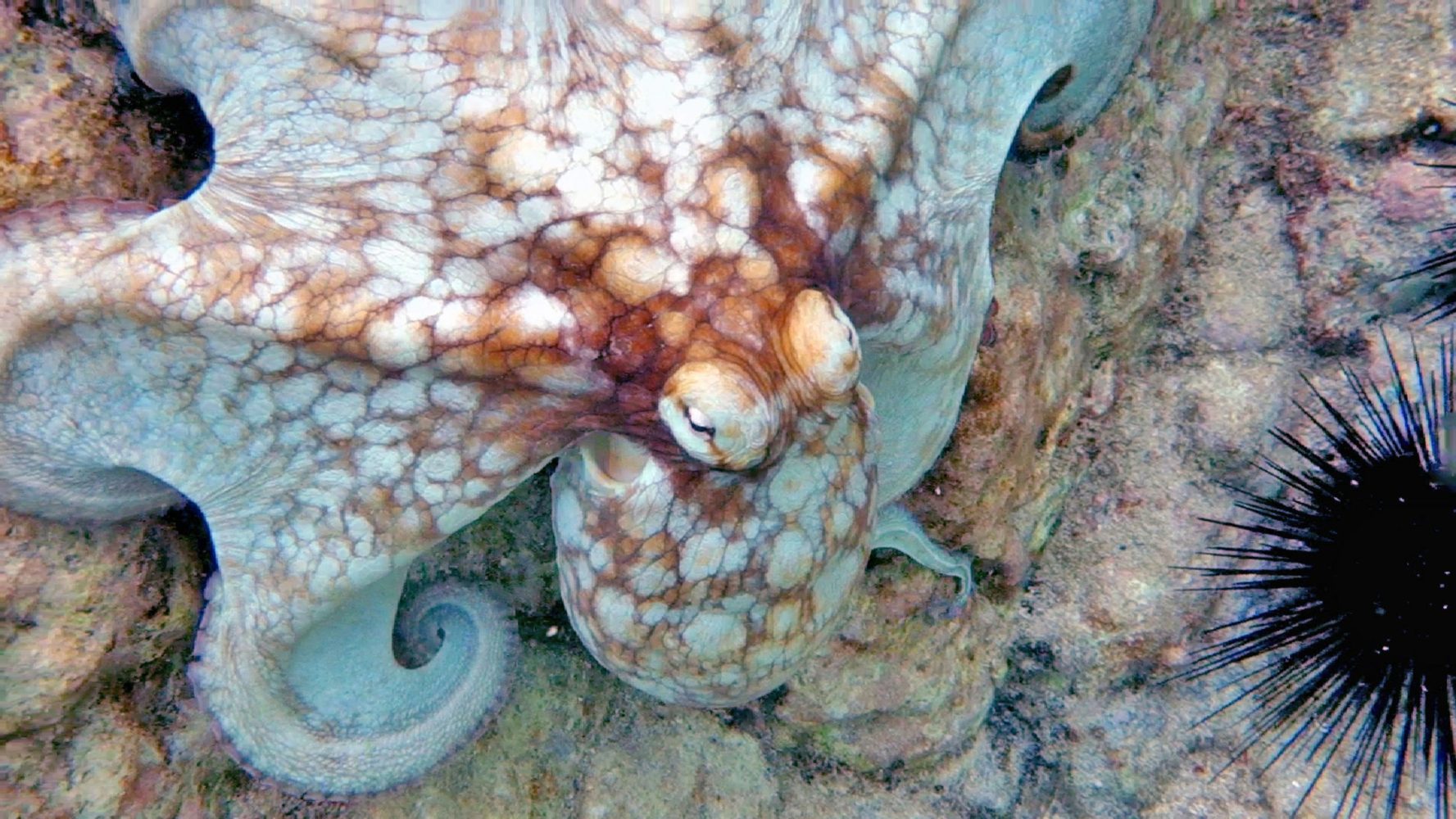 a close up of an animal