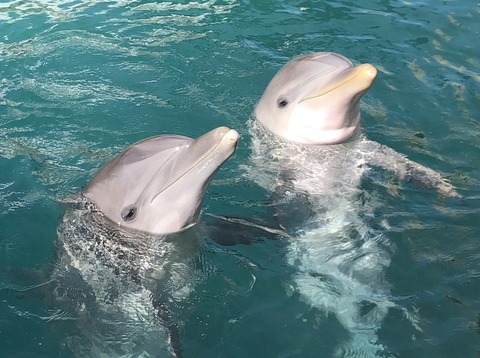 Family swimming with dolphins in St. Thomas
