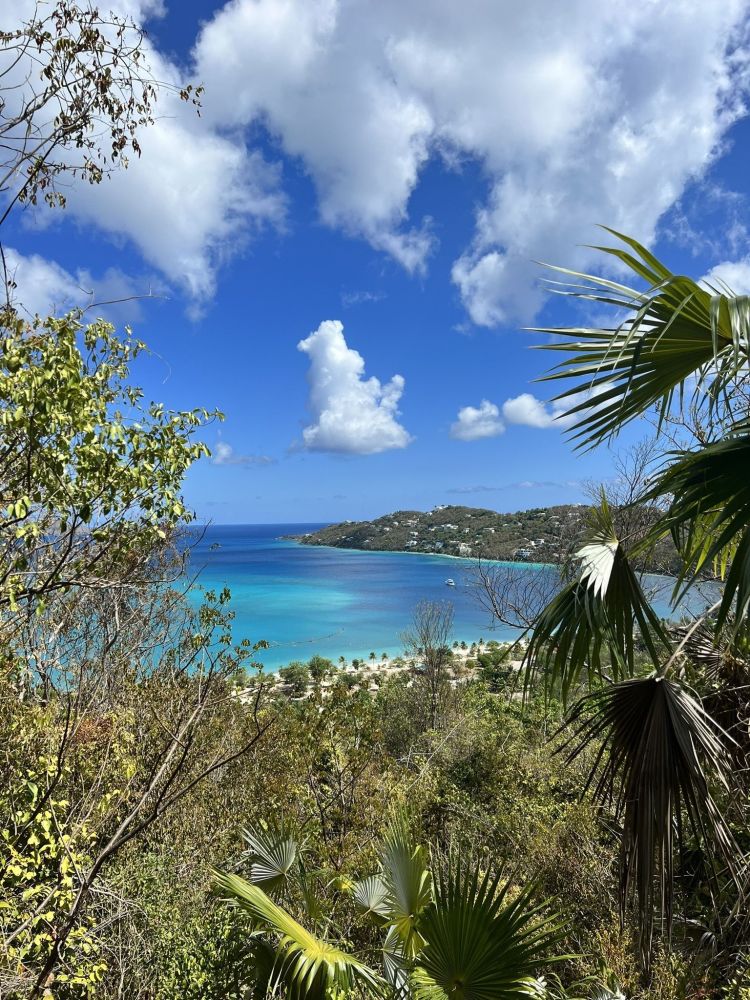 a group of palm trees next to a tree