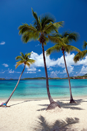 a beach with a palm tree