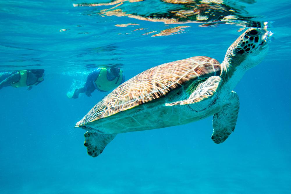 Green sea turtle swimming underwater in St. Thomas 2026