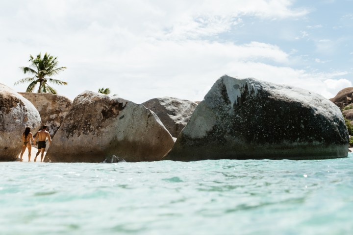 a herd of cattle standing on top of a snow covered mountain
